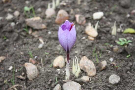 fleur crocus sativus safran 3/10/2010