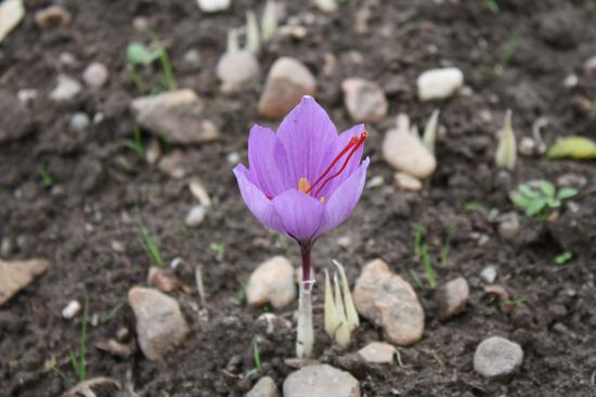 fleur crocus sativus safran 3/10/2010