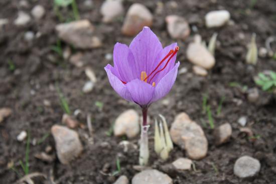 fleur crocus sativus safran 3/10/2010