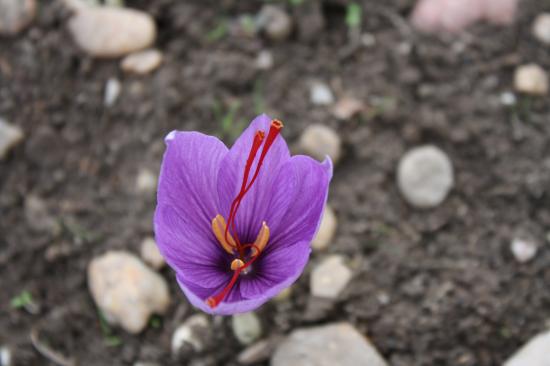 fleur crocus sativus safran 3/10/2010