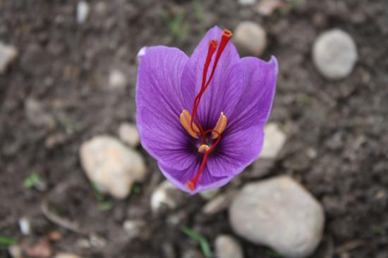 fleur crocus sativus safran 3/10/2010