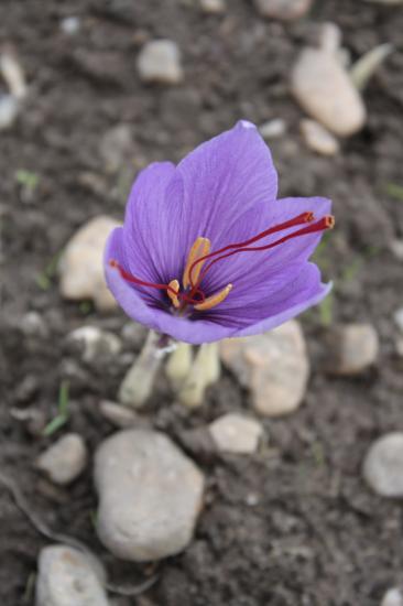 fleur crocus sativus safran 3/10/2010