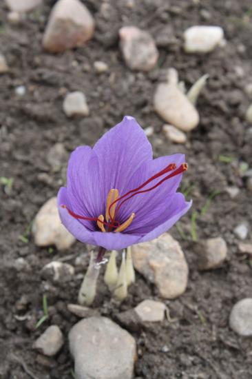 fleur crocus sativus safran 3/10/2010