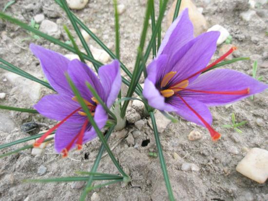 fleurs de crocus sativus
