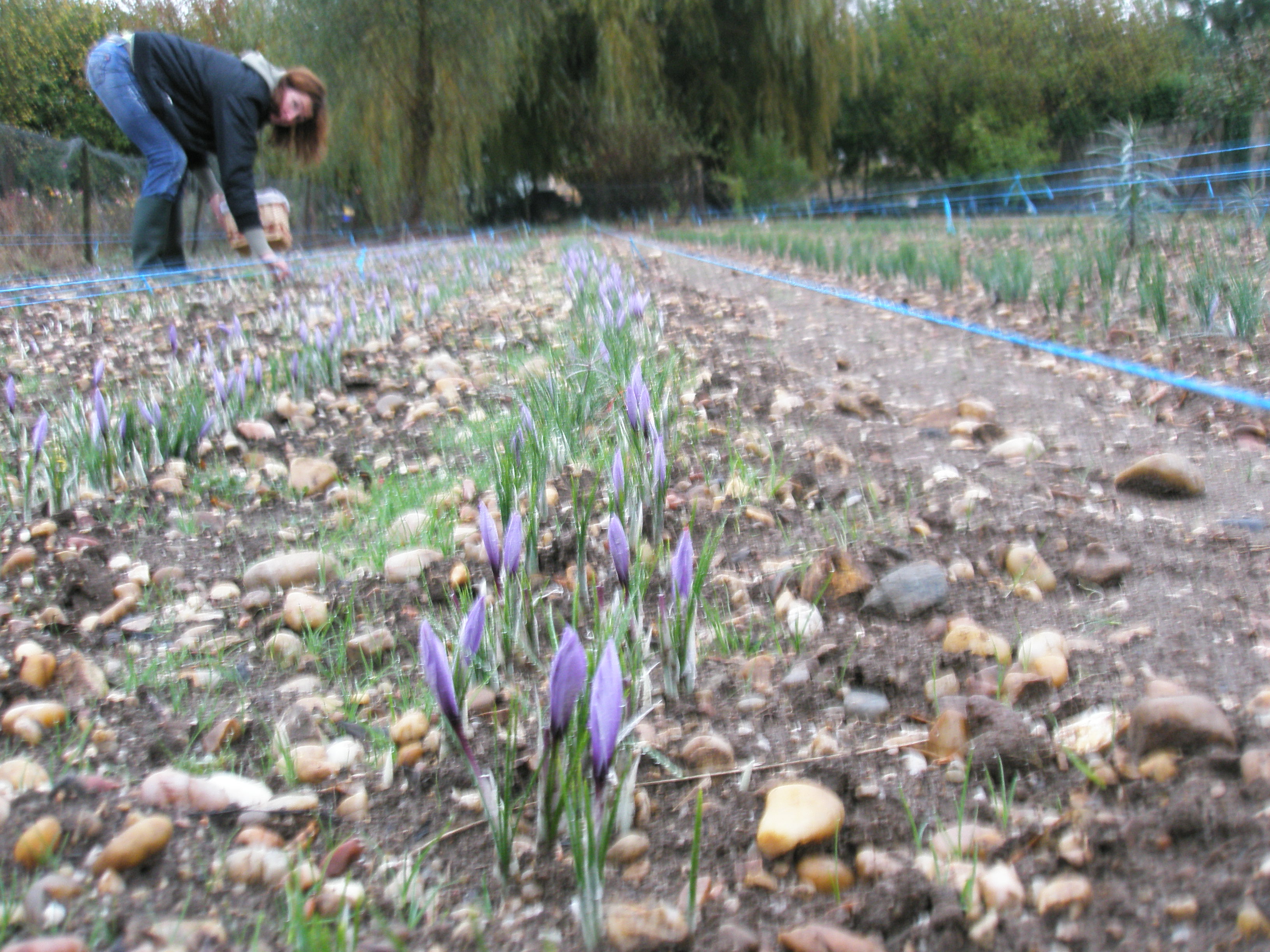 crocus sativus