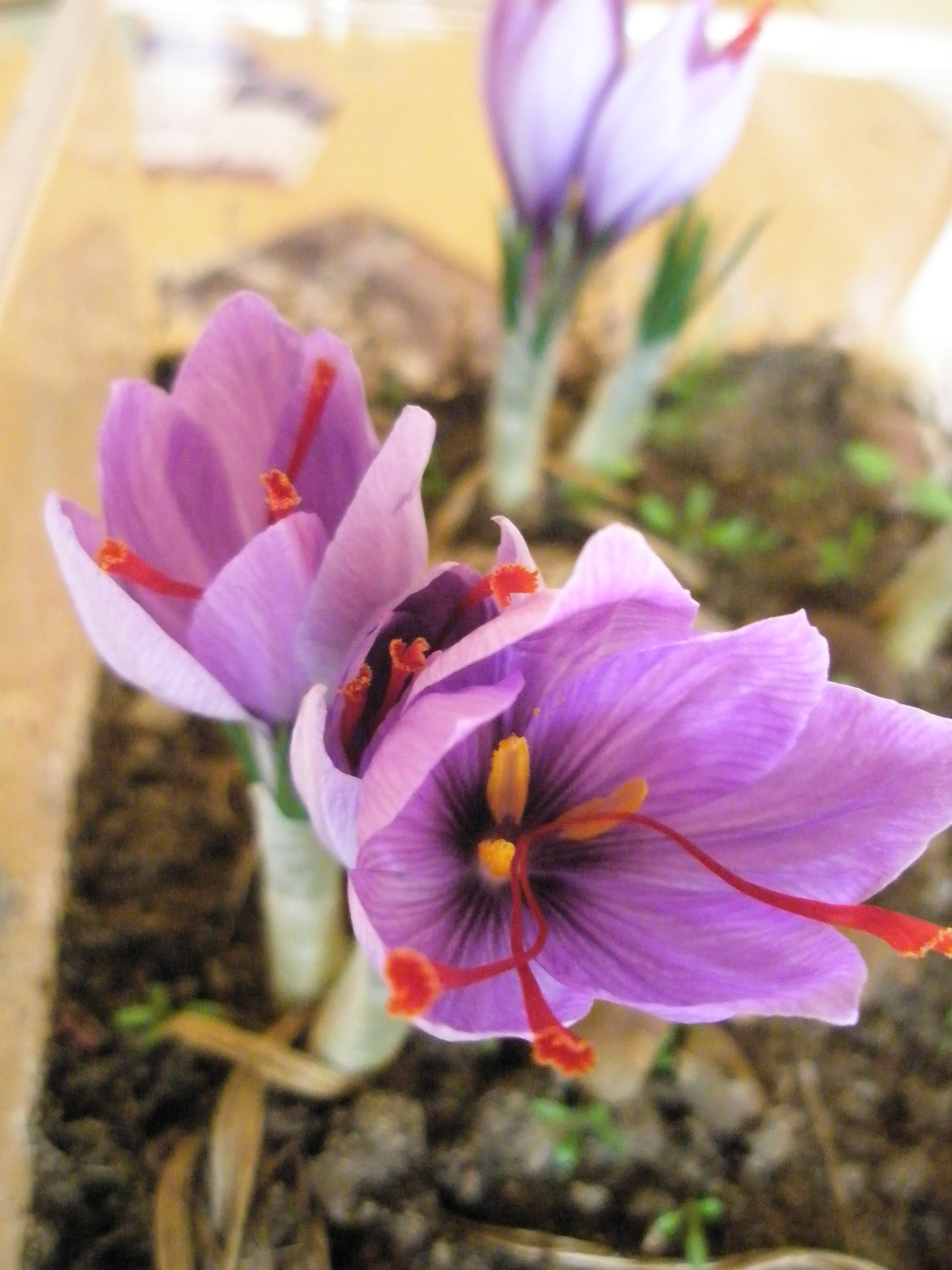 crocus sativus fleur