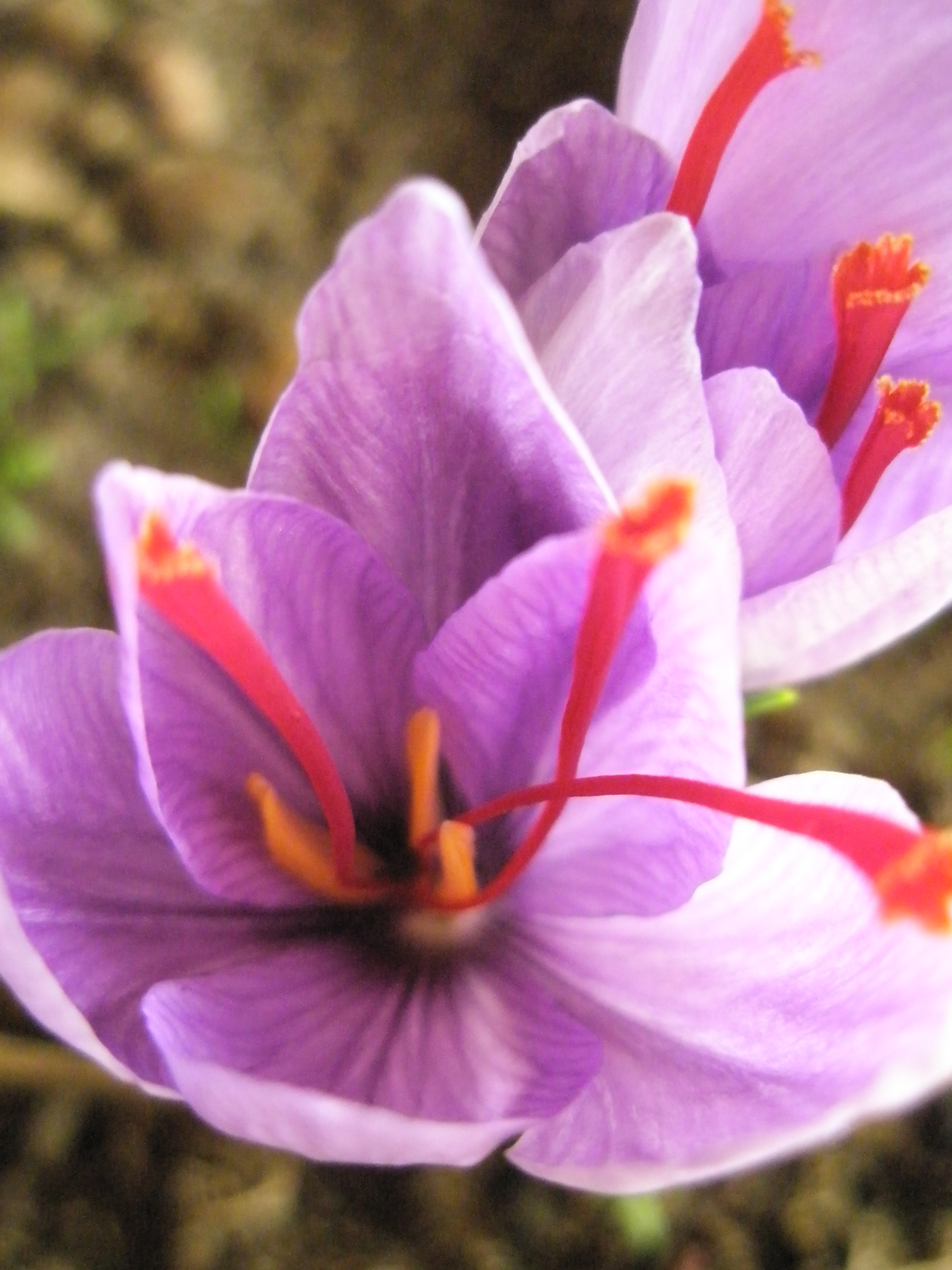 fleurs de safran