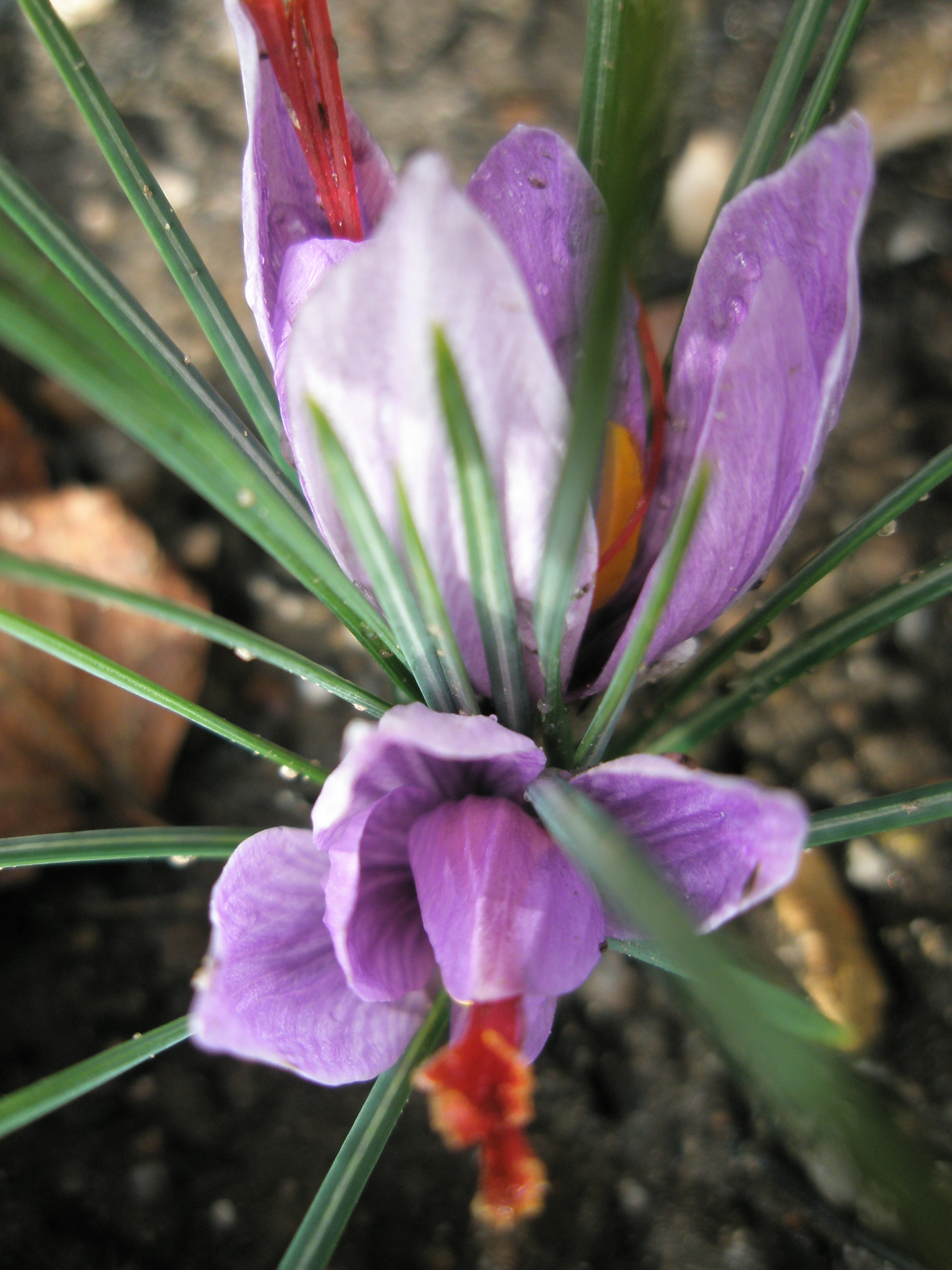 fleur de crocus sativus