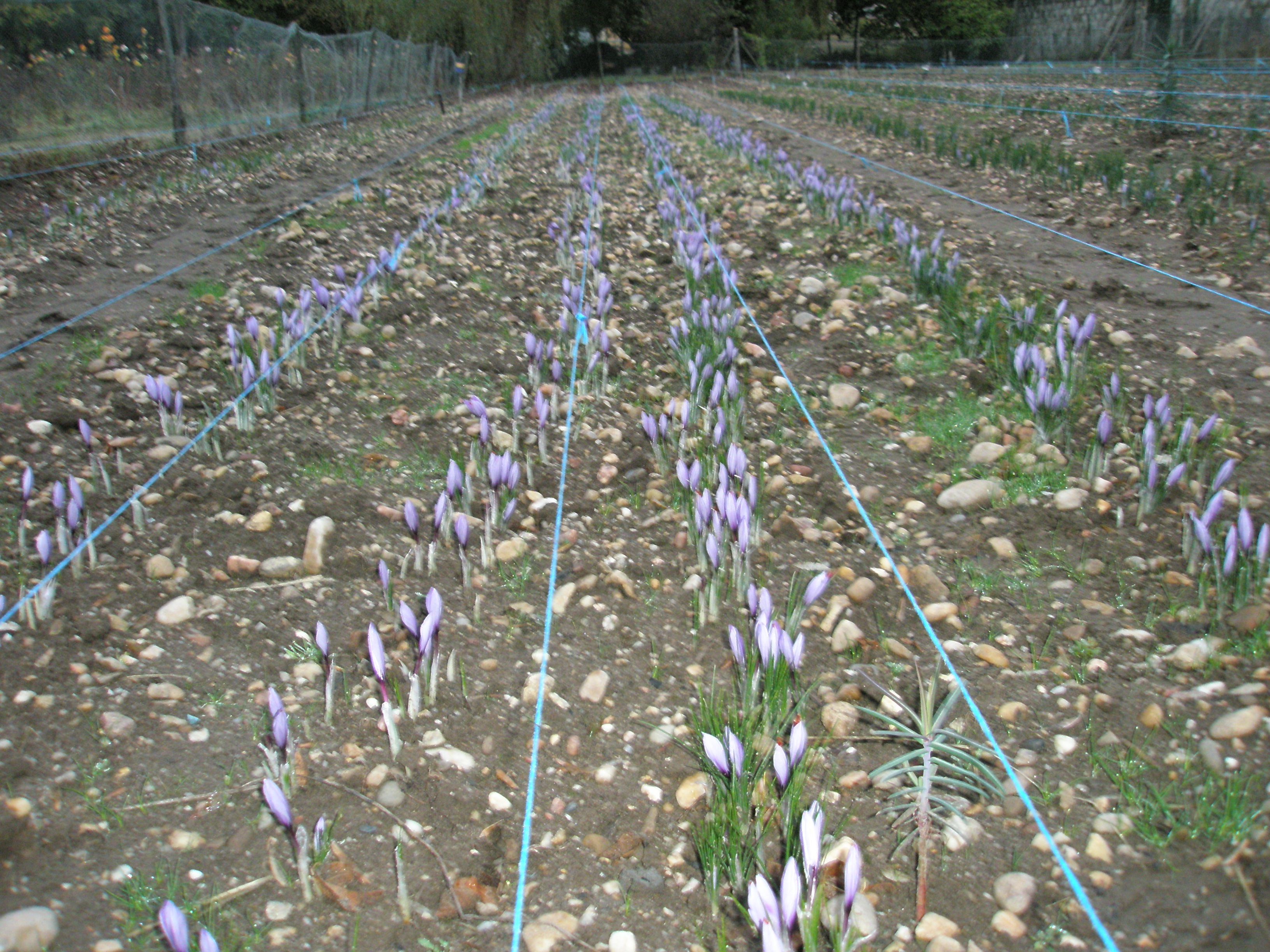 fleurs de safran