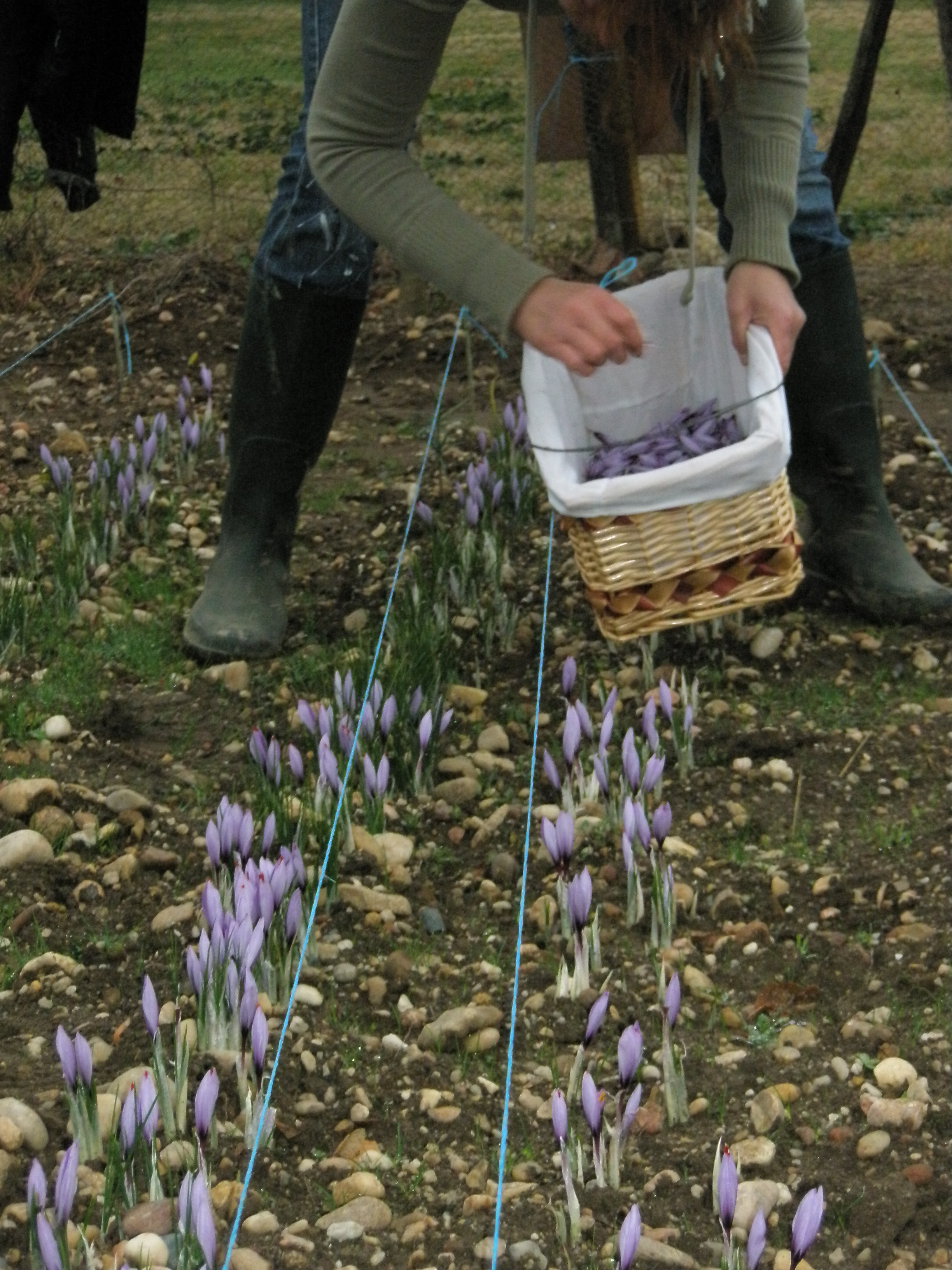 récolte des fleurs de crocus sativus