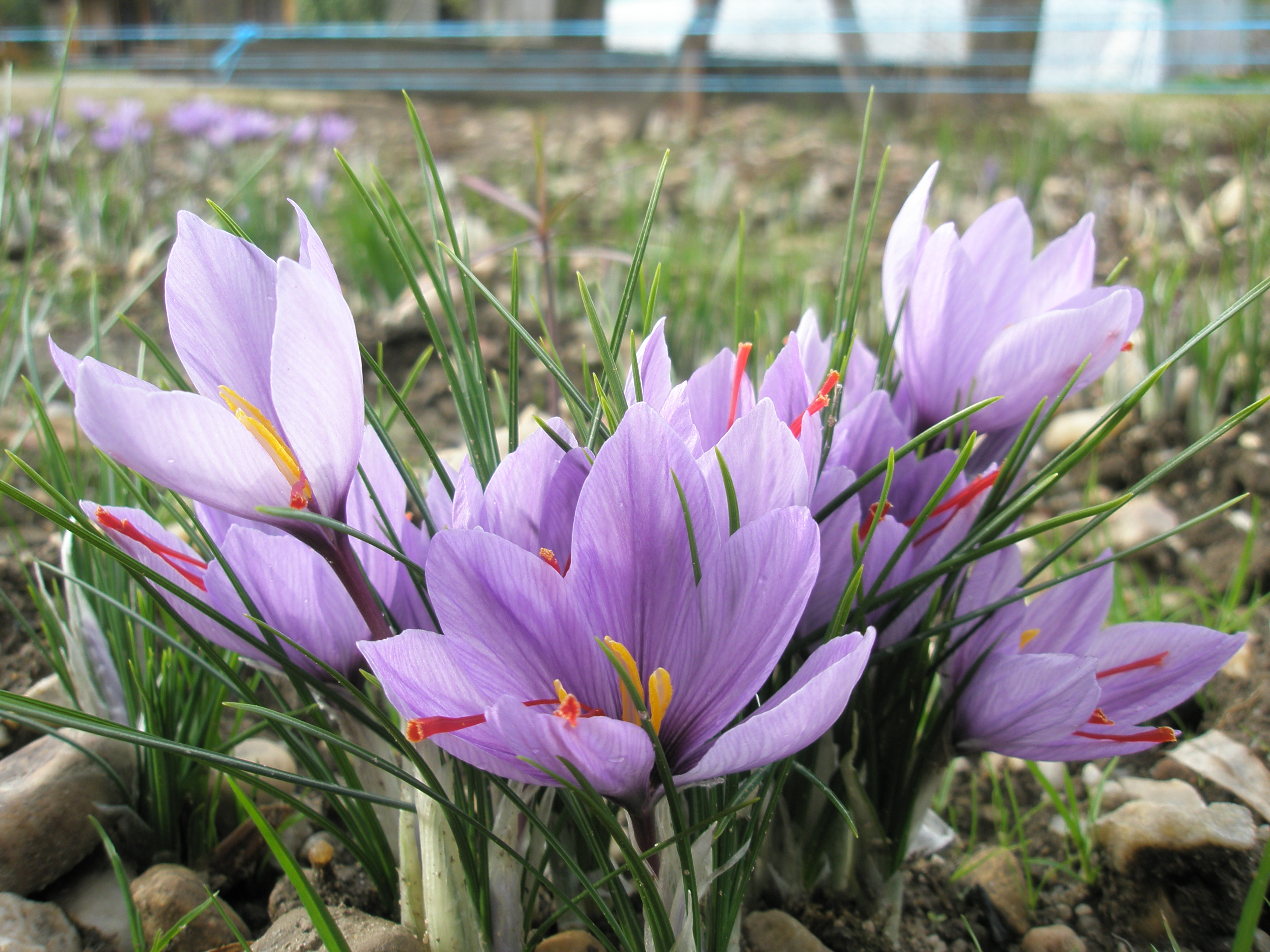 bouquet de fleurs de safran