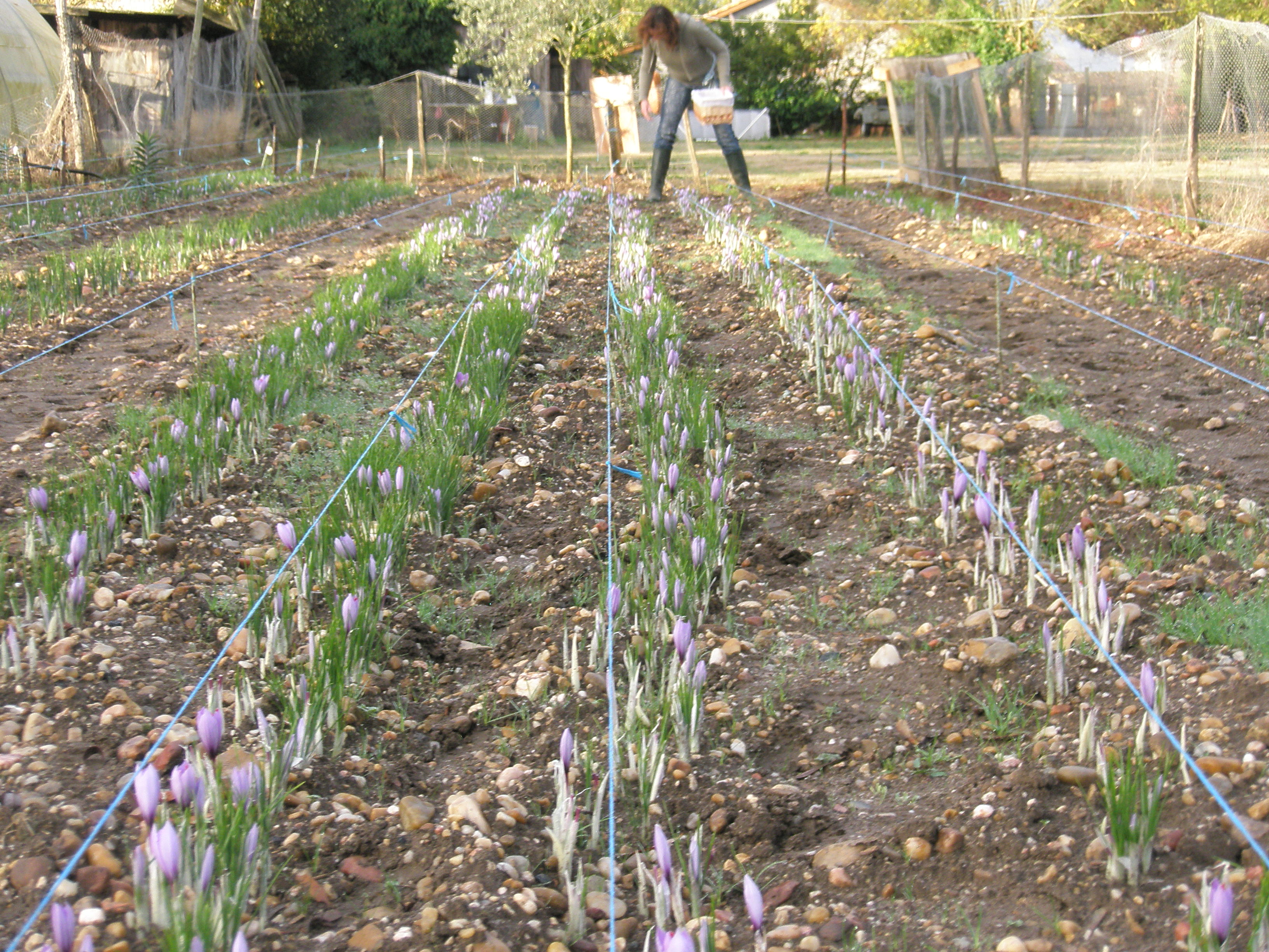 récolte de crocus sativus