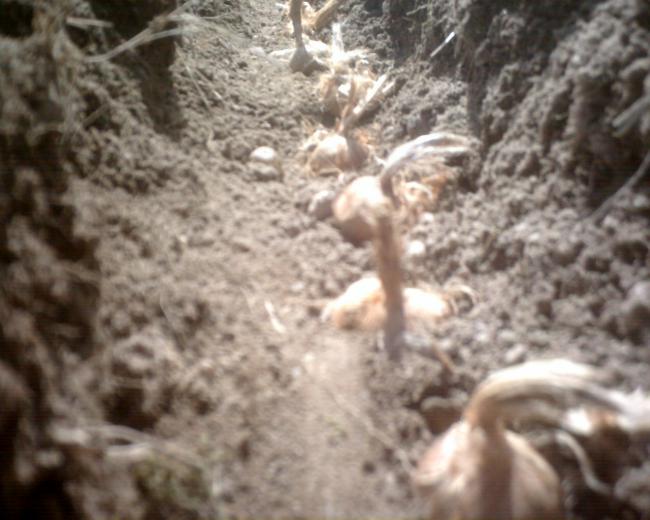 plantation