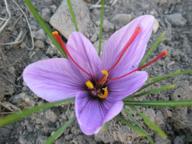 fleur